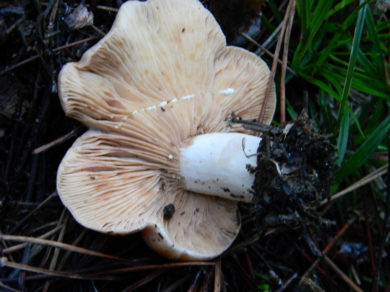 2) Fotogr.il 21.12.2014.sotto pineta marina con Leccio