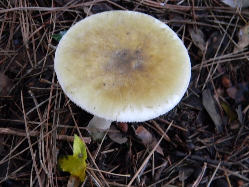 7)Fotogr.il 26.11.2016.sotto pineta marina con Leccio