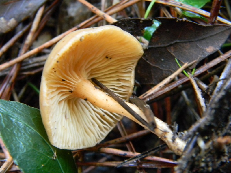 1)Fotogr.il 21.12.2014.sotto pineta marina con Leccio