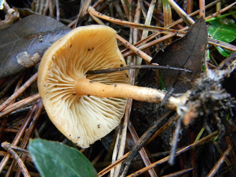 1)Fotogr.il 21.12.2014.sotto pineta marina con Leccio