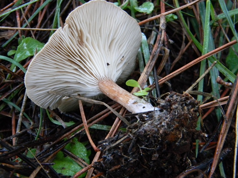 5) Fotogr.il 21.12.2014.sotto pineta marina con Leccio