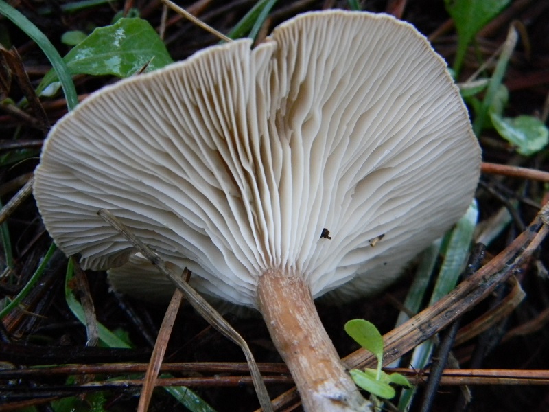 5) Fotogr.il 21.12.2014.sotto pineta marina con Leccio