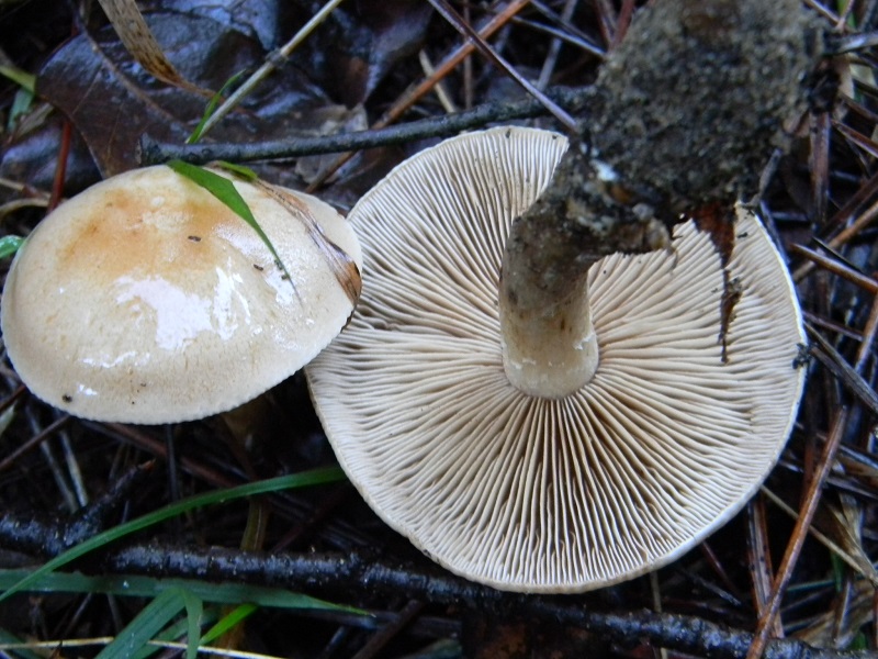 9) fotogr.il 21.12.2014.sotto pineta con Leccio