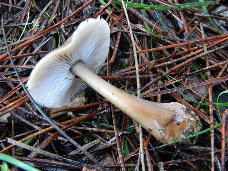 8) Fotogr.il 21.12.2014.sotto pineta marina con Leccio