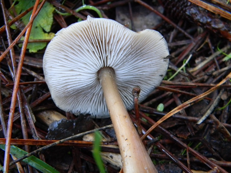 8) Fotogr.il 21.12.2014.sotto pineta marina con Leccio