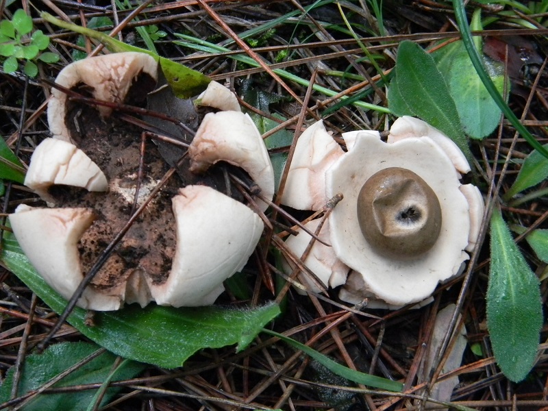 1)Fotogr.il 26.11.2016.sotto pineta marina con Leccio