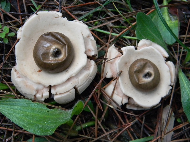 1)Fotogr.il 26.11.2016.sotto pineta marina con Leccio