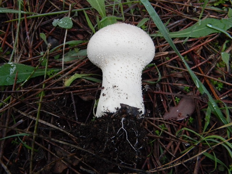 2)Fotogr.il 26.11.2016.sotto pineta marina con Leccio