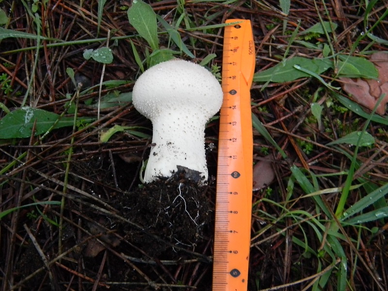 2)Fotogr.il 26.11.2016.sotto pineta marina con Leccio