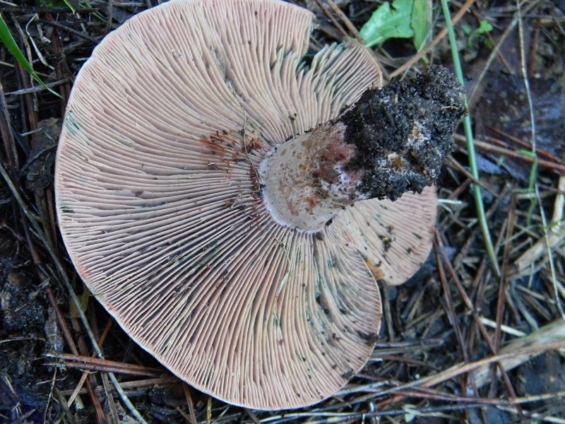 6) Fotogr.il21.12.2014.sotto pineta marina con Leccio