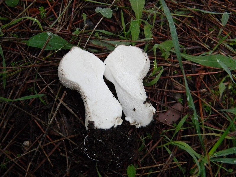 2)Fotogr.il 26.11.2016.sotto pineta marina con Leccio