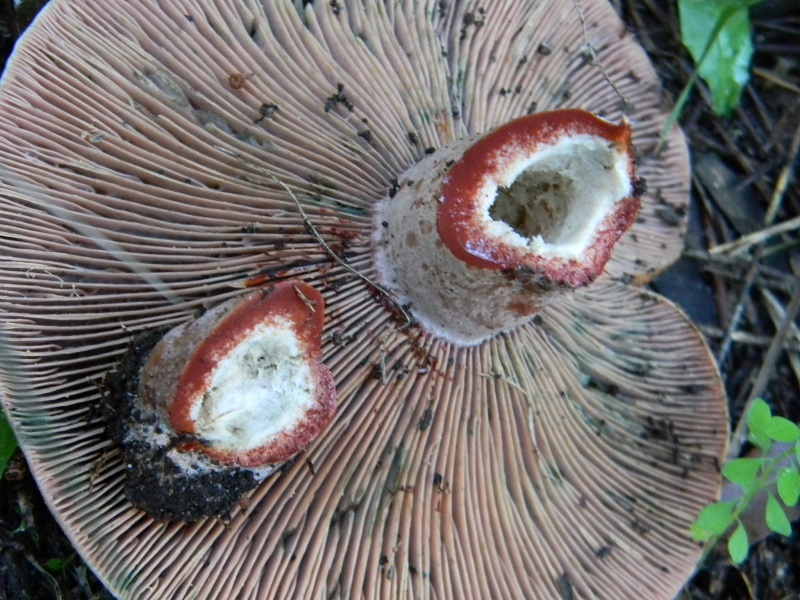 6) Fotogr.il21.12.2014.sotto pineta marina con Leccio