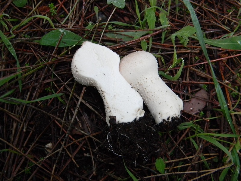 2)Fotogr.il 26.11.2016.sotto pineta marina con Leccio