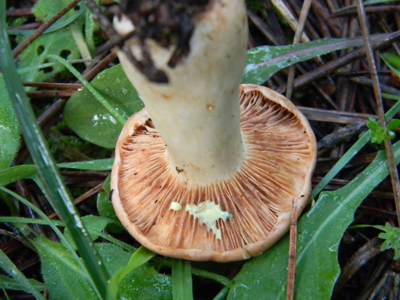 3)Fotogr.il 26.11.2016.sotto pineta marina con Leccio