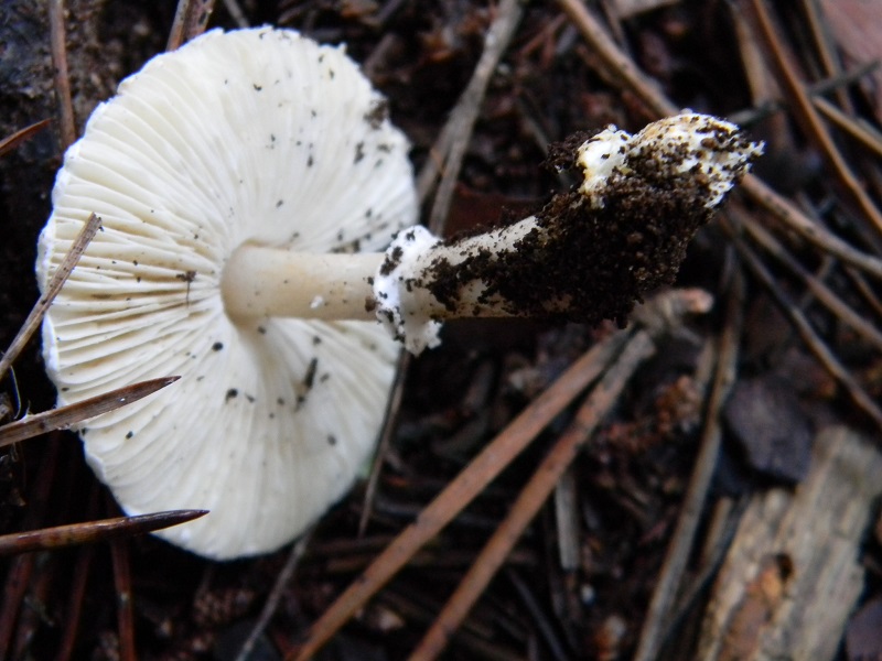 7)Fotogr.il 21.12.2014.sotto pineta marina con Leccio