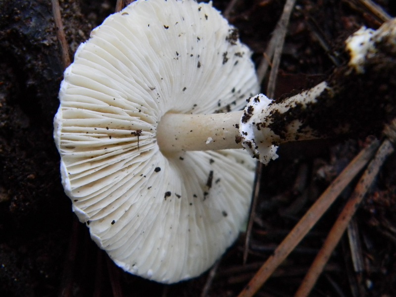 7)Fotogr.il 21.12.2014.sotto pineta marina con Leccio