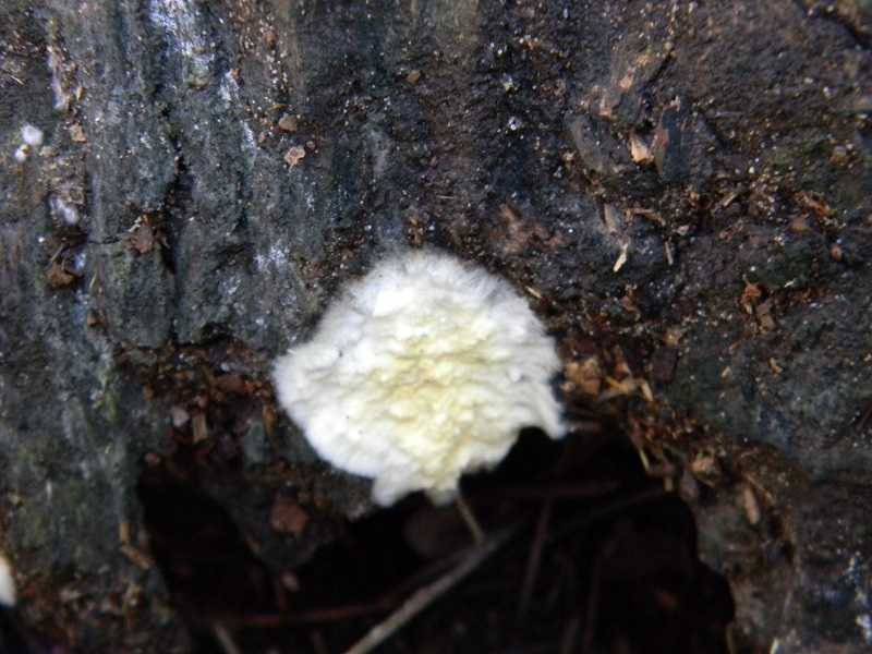 3) Fotogr.il 21.12.2014.sotto,pineta marina con Leccio