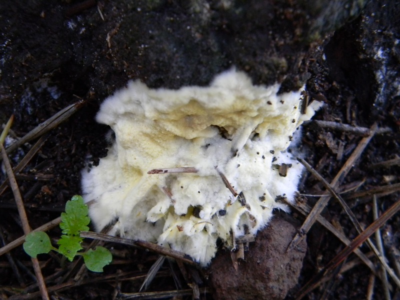 3) Fotogr.il 21.12.2014.sotto,pineta marina con Leccio