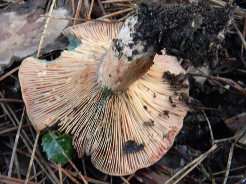 6)Fotogr.il 26.11.2016.sotto pineta marina con Leccio