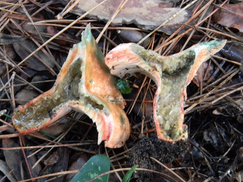 6)Fotogr.il 26.11.2016.sotto pineta marina con Leccio