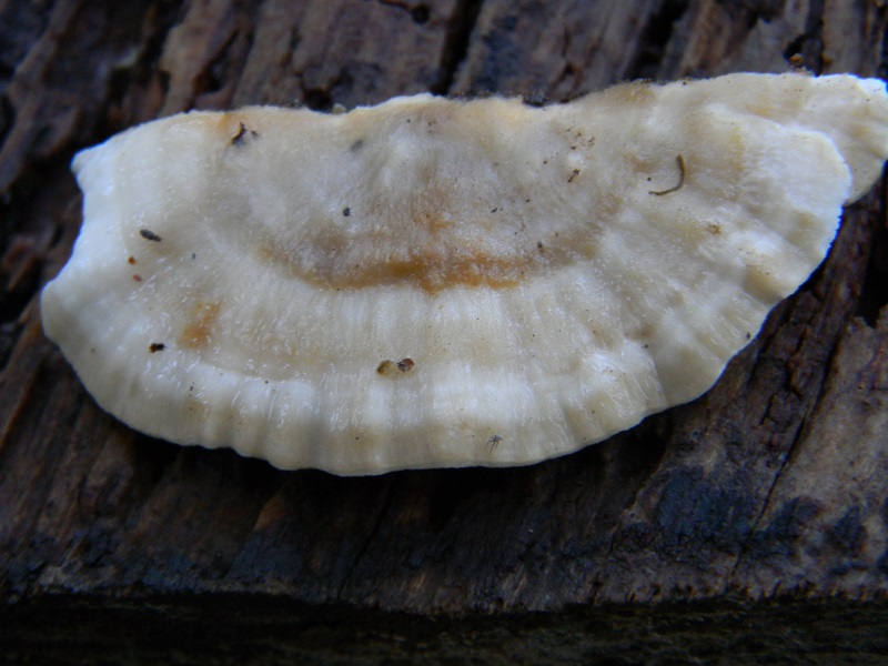 4) Fotogr.il 21.12.2014.sotto pineta marina con Leccio