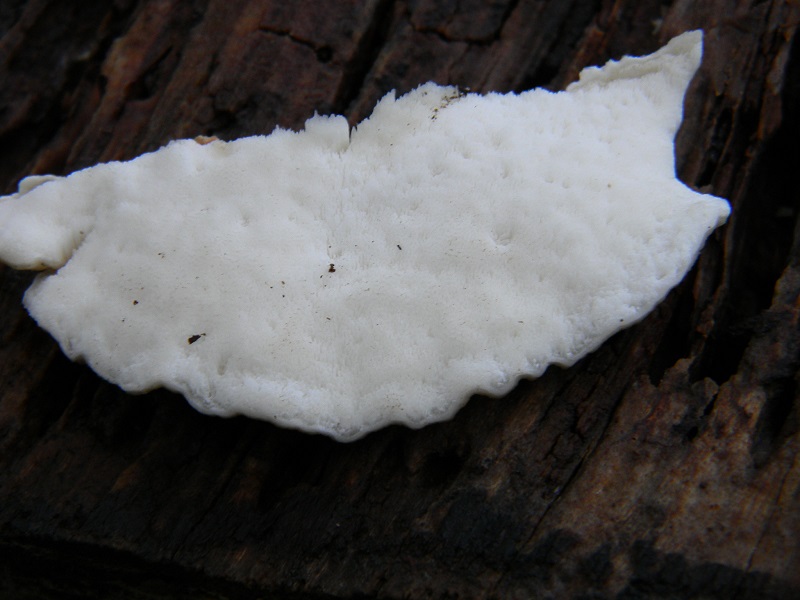 4) Fotogr.il 21.12.2014.sotto pineta marina con Leccio