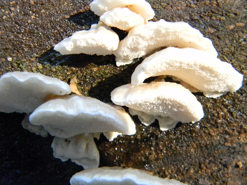 4) Fotogr.il 21.12.2014.sotto pineta marina con Leccio