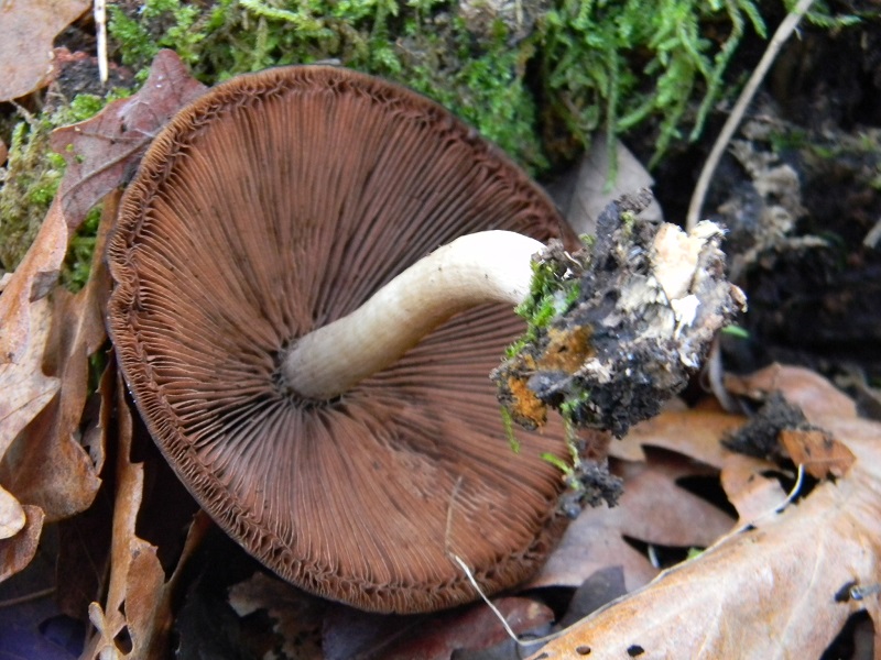 1) Fotogr.il 26.12.2014.sotto Quercia  lignicolo