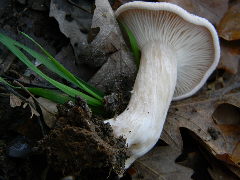 2) Fotogr.il 26.12.2014.sotto Quercia