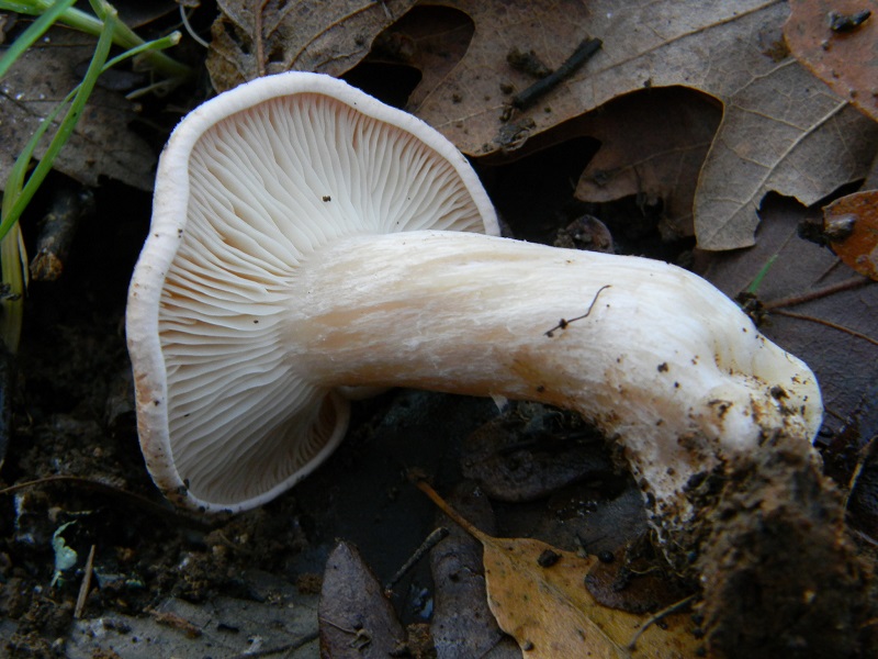 2) Fotogr.il 26.12.2014.sotto Quercia