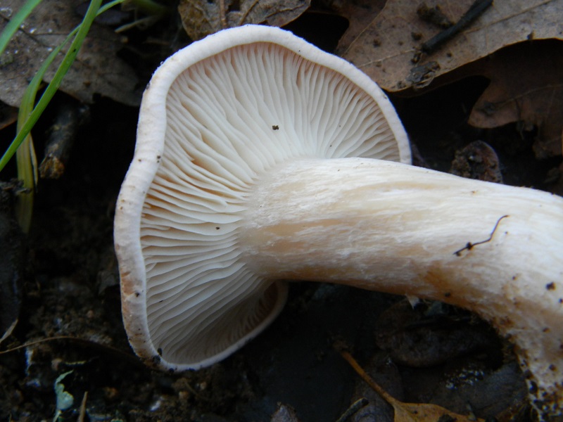 2) Fotogr.il 26.12.2014.sotto Quercia