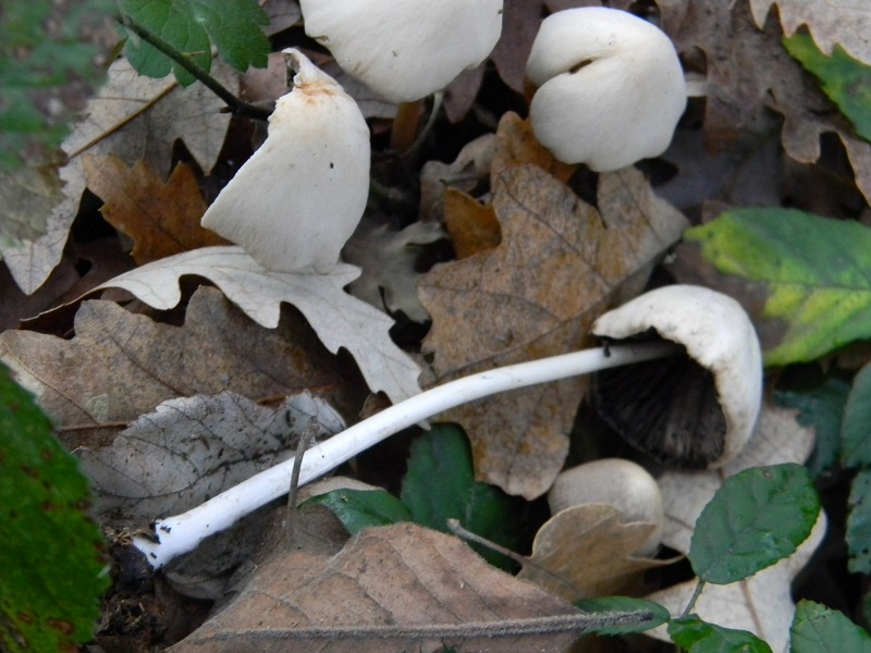 3) Fotogr.il 26.12.2014.sotto Quercia