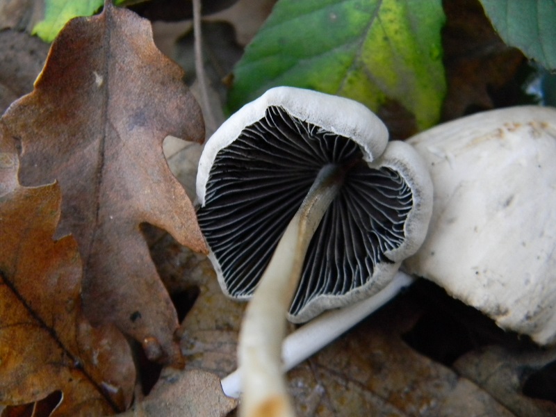 3) Fotogr.il 26.12.2014.sotto Quercia