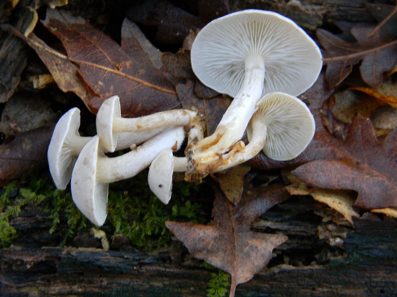 4) Fotogr.il 26.12.2014.sotto Quercia lignicolo