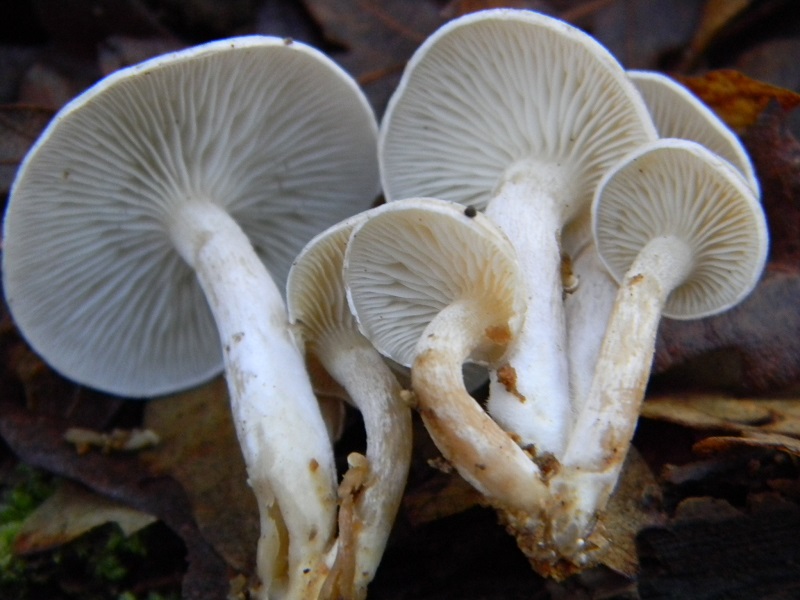 4) Fotogr.il 26.12.2014.sotto Quercia lignicolo