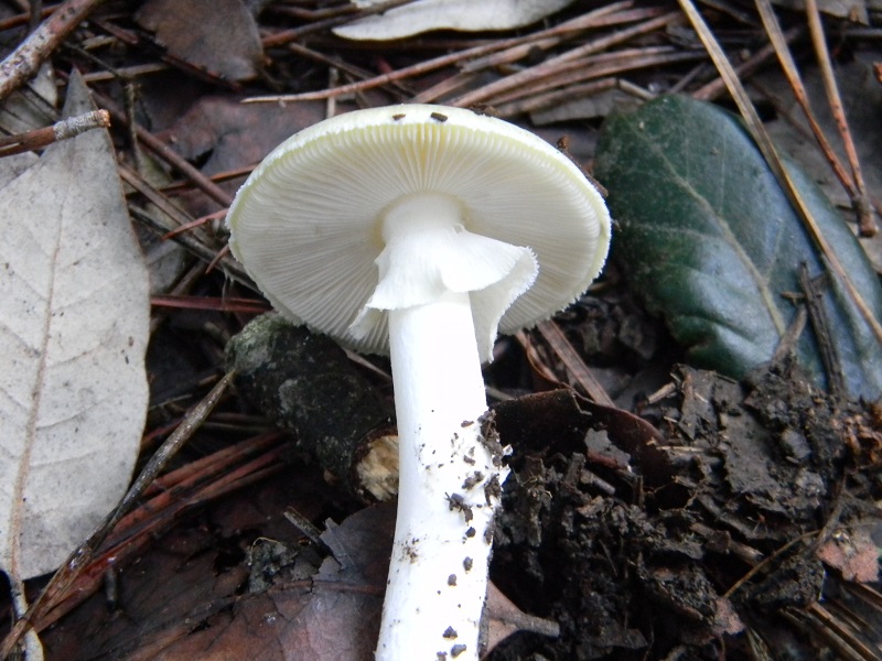 7)Fotogr.il 26.11.2016.sotto pineta marina con Leccio