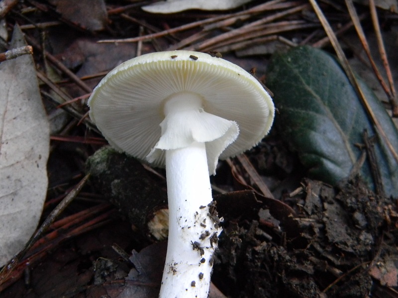 7)Fotogr.il 26.11.2016.sotto pineta marina con Leccio