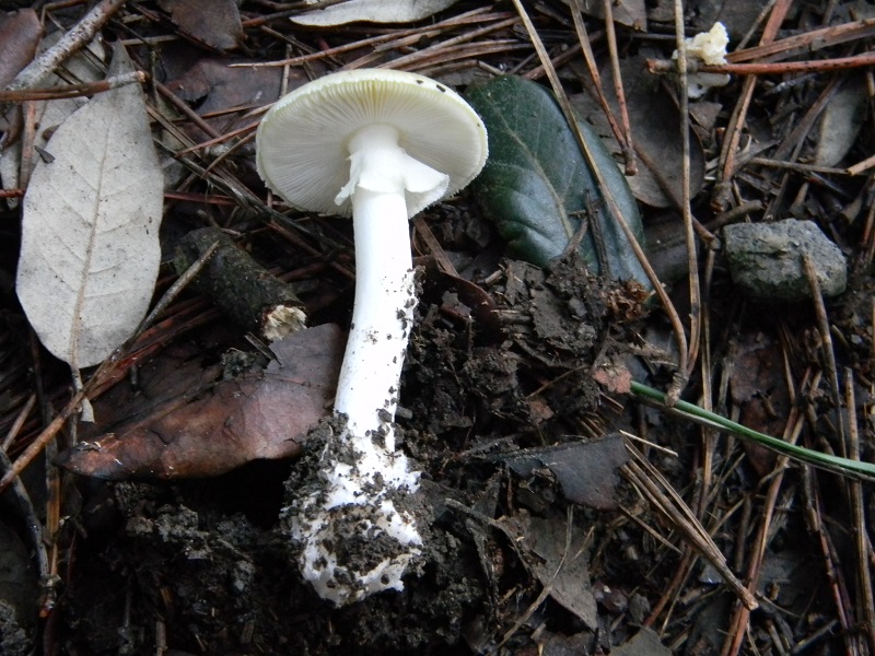 7)Fotogr.il 26.11.2016.sotto pineta marina con Leccio