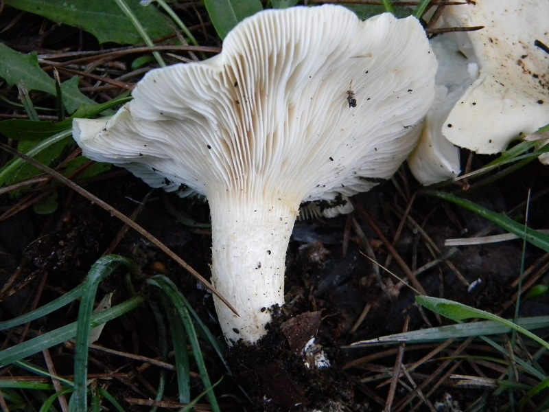 5)Fotogr.il 26.11.2016.sotto pineta marina con Leccio