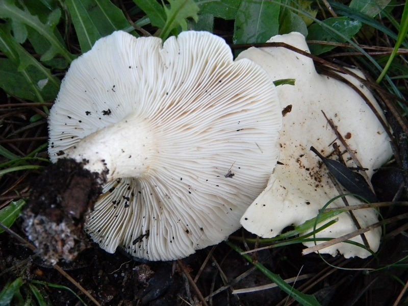 5)Fotogr.il 26.11.2016.sotto pineta marina con Leccio