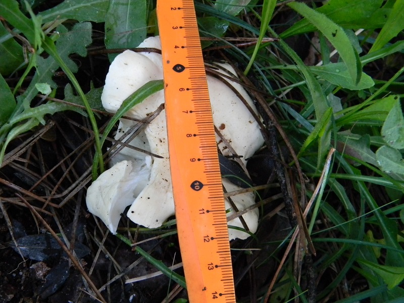 5)Fotogr.il 26.11.2016.sotto pineta marina con Leccio