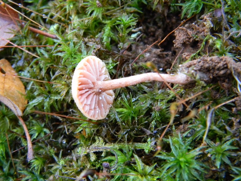 5) Fotogr.il 26.12.2014.sotto Quercia