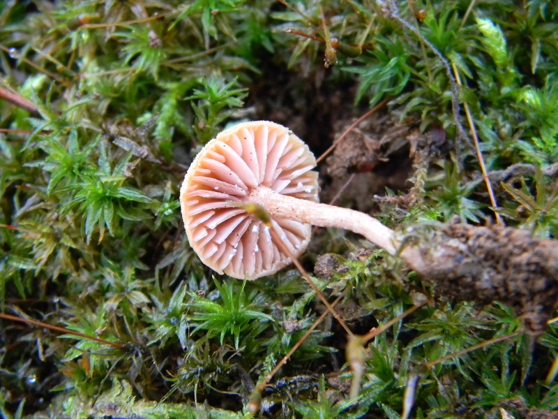 5) Fotogr.il 26.12.2014.sotto Quercia