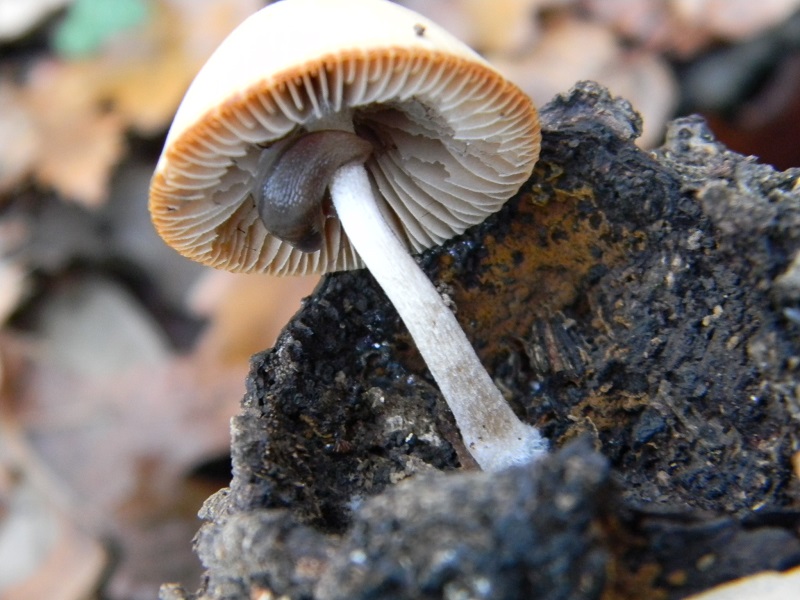 6) Fotogr.il 26.12.2014.sotto Quercia lignicolo