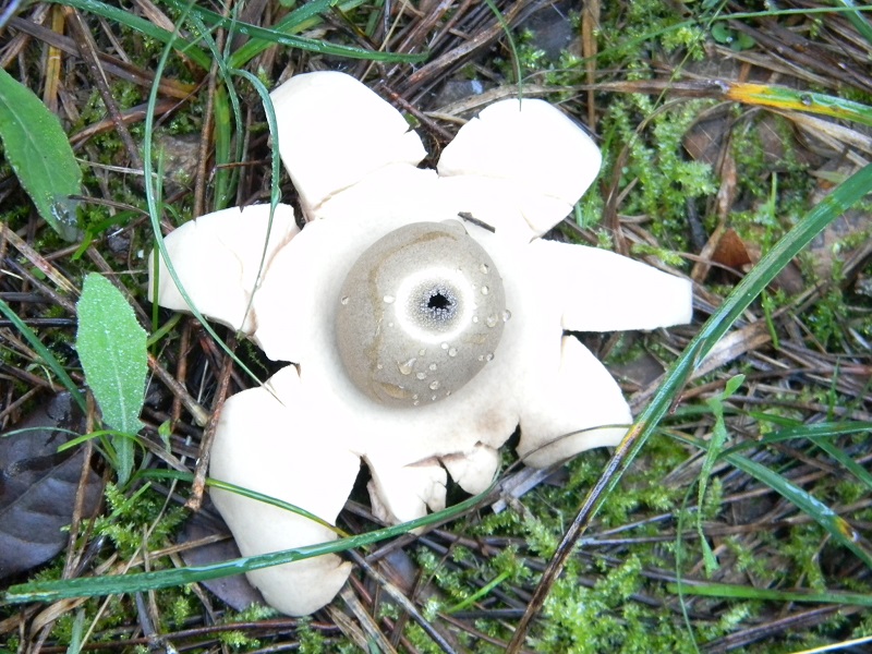 4)Fotogr.il 26.11.2016.sotto pineta marina con Leccio