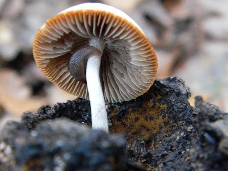 6) Fotogr.il 26.12.2014.sotto Quercia lignicolo