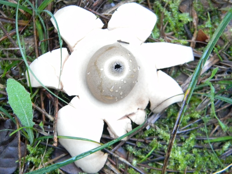 4)Fotogr.il 26.11.2016.sotto pineta marina con Leccio