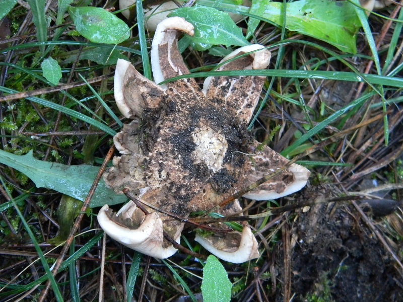 4)Fotogr.il 26.11.2016.sotto pineta marina con Leccio
