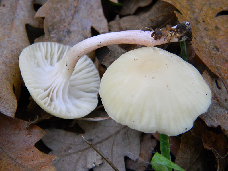 7) Fotogr.il 26.12.2014.sotto Quercia