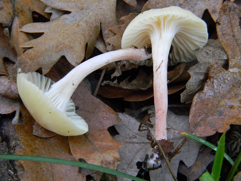 7) Fotogr.il 26.12.2014.sotto Quercia